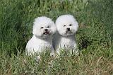 BICHON FRISE 038